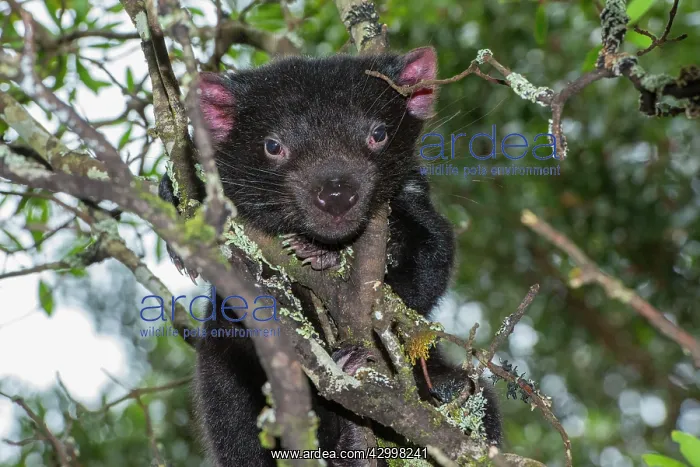 : Tasmanian Devil 1 year old after leaving den sheltering : Tasmanian Devil 1 year old after leaving den sheltering