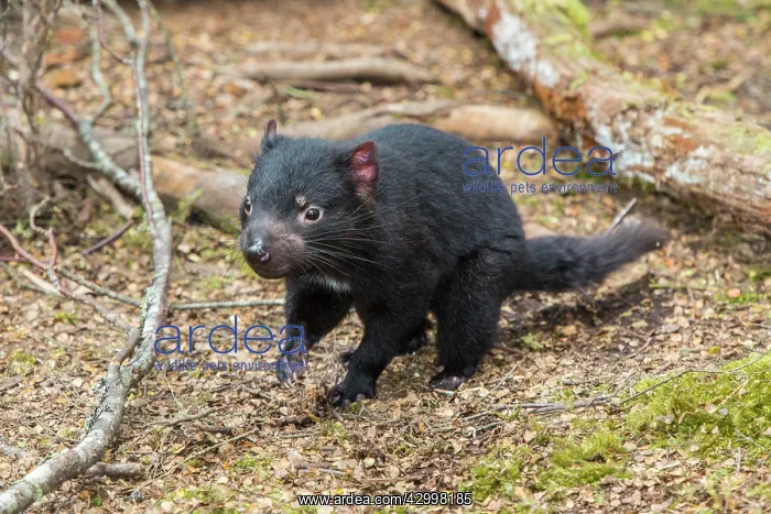 : Tasmanian Devil a 10 month old juvenile near den : Tasmanian Devil a 10 month old juvenile near den