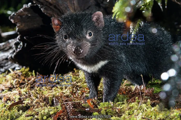 : Tasmanian devil a 10 month old juvenile roaming at night : Tasmanian devil a 10 month old juvenile roaming at night
