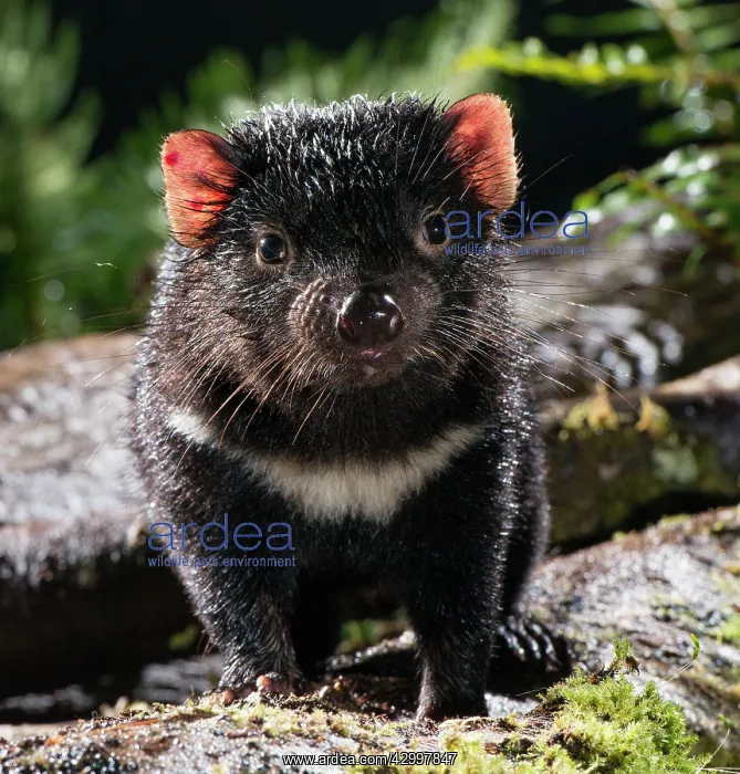 : Tasmanian Devil a 10 month old juvenile roaming at night : Tasmanian Devil a 10 month old juvenile roaming at night