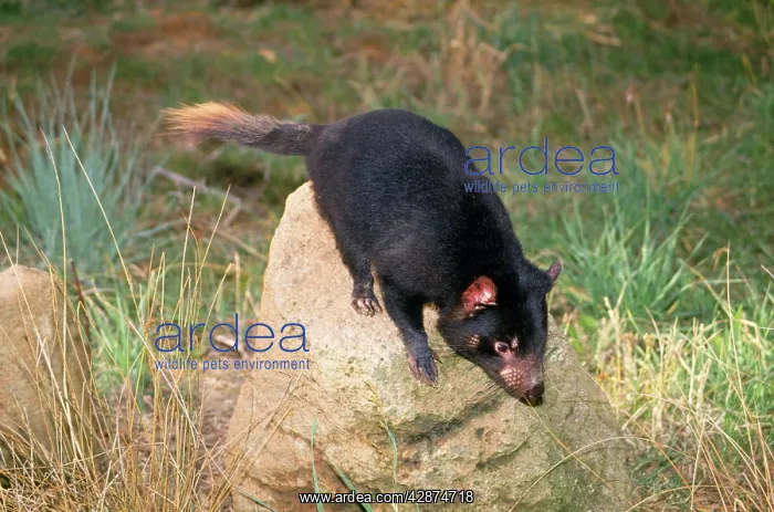 : Tasmanian Devil : Tasmanian Devil