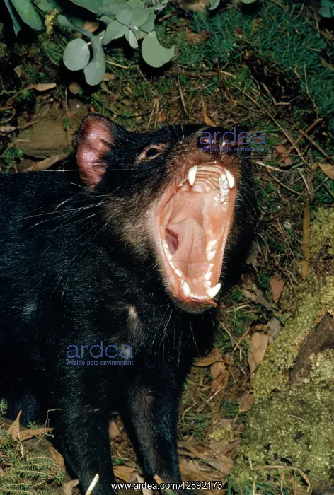  : TASMANIAN DEVIL