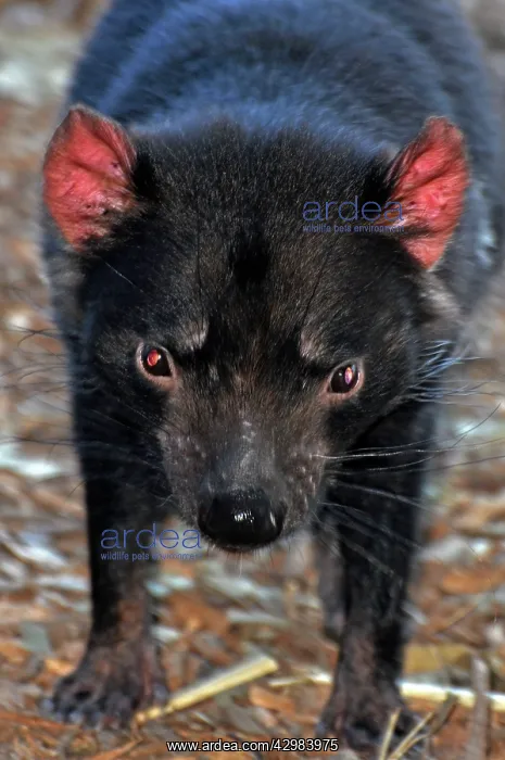 : Tasmanian Devil : Tasmanian Devil