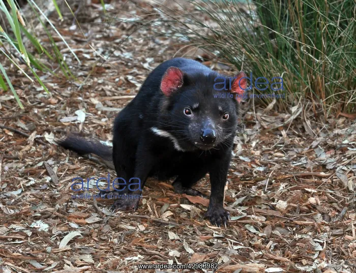 : Tasmanian Devil : Tasmanian Devil