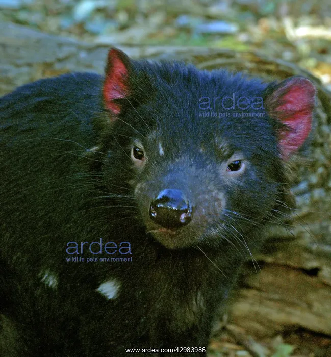 : Tasmanian Devil : Tasmanian Devil