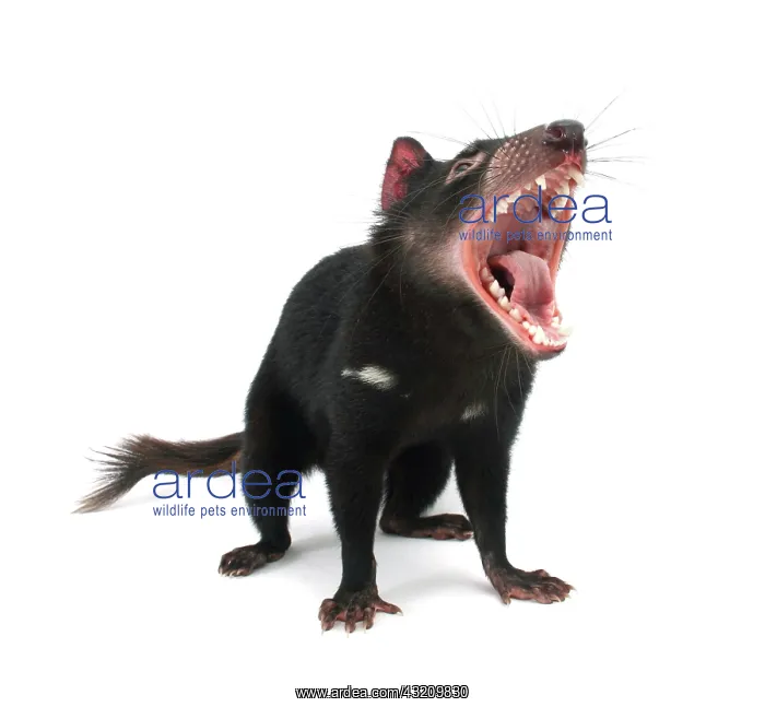 : Tasmanian Devil : Tasmanian Devil