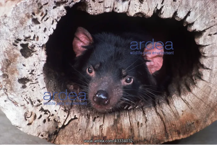 : TASMANIAN DEVIL : TASMANIAN DEVIL