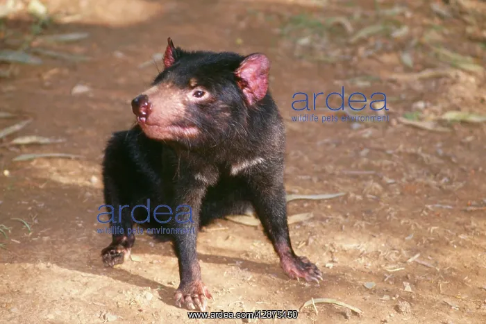 : Tasmanian Devil - absorbing warmth from winter sun : Tasmanian Devil - absorbing warmth from winter sun