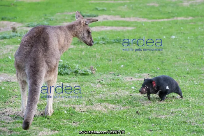 : Tasmanian Devil adult circling a Forester Kangaroo : Tasmanian Devil adult circling a Forester Kangaroo