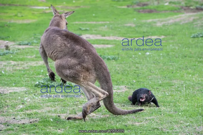 : Tasmanian Devil adult circling a Forester Kangaroo : Tasmanian Devil adult circling a Forester Kangaroo