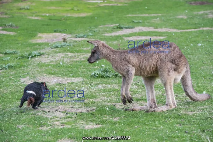  : Tasmanian Devil adult circling a Forester Kangaroo