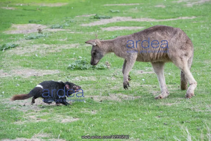 : Tasmanian Devil adult confronting a Forester Kangaroo : Tasmanian Devil adult confronting a Forester Kangaroo