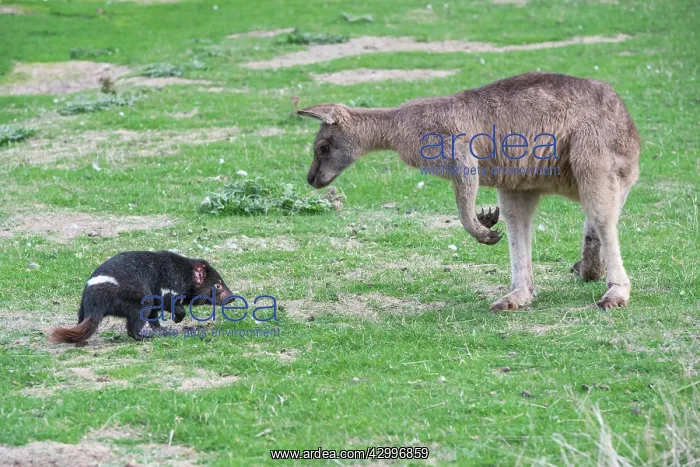 : Tasmanian Devil adult confronting a Forester Kangaroo : Tasmanian Devil adult confronting a Forester Kangaroo
