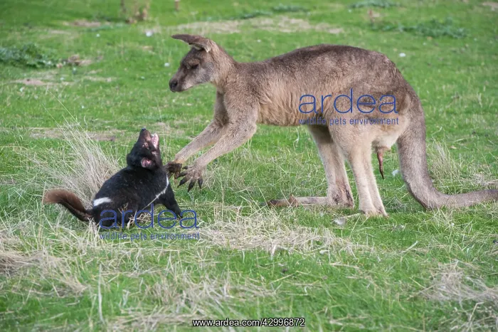 : Tasmanian Devil adult confronting a Forester Kangaroo : Tasmanian Devil adult confronting a Forester Kangaroo