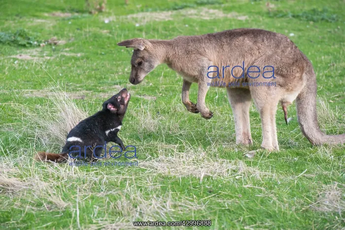  : Tasmanian Devil adult confronting a Forester Kangaroo