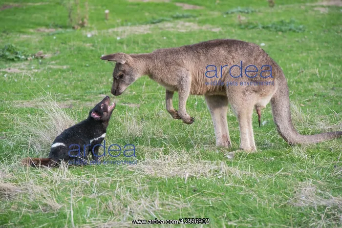 : Tasmanian Devil adult confronting a Forester Kangaroo : Tasmanian Devil adult confronting a Forester Kangaroo