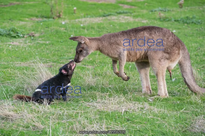  : Tasmanian Devil adult confronting a Forester Kangaroo