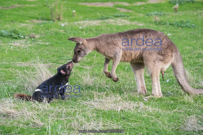 : Tasmanian Devil adult confronting a Forester Kangaroo : Tasmanian Devil adult confronting a Forester Kangaroo
