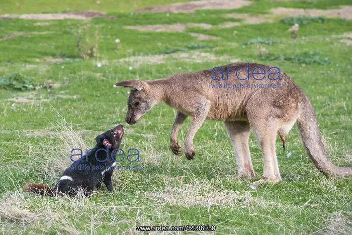 : Tasmanian Devil adult confronting a Forester Kangaroo : Tasmanian Devil adult confronting a Forester Kangaroo
