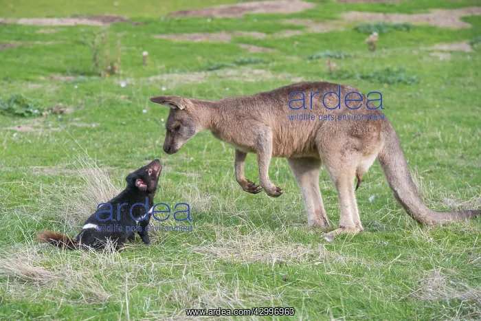: Tasmanian Devil adult confronting a Forester Kangaroo : Tasmanian Devil adult confronting a Forester Kangaroo