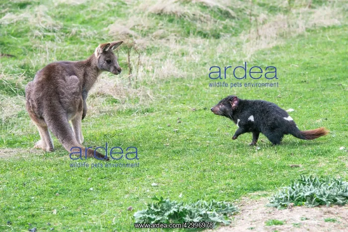 : Tasmanian Devil adult confronting a Forester Kangaroo : Tasmanian Devil adult confronting a Forester Kangaroo