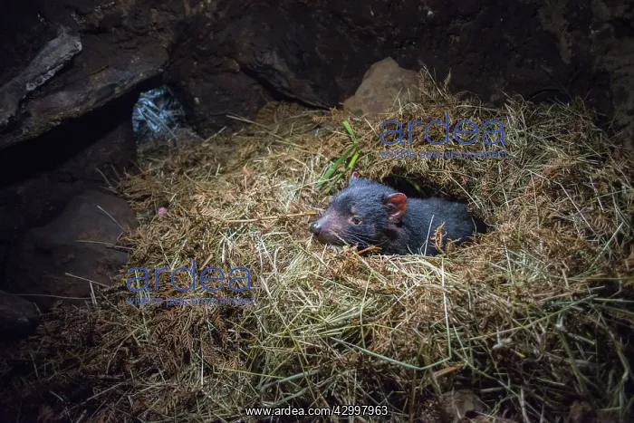 : Tasmanian Devil adult female in den with young hidden : Tasmanian Devil adult female in den with young hidden