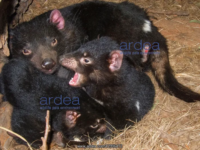 : Tasmanian Devil adult female playing with three young in den : Tasmanian Devil adult female playing with three young in den