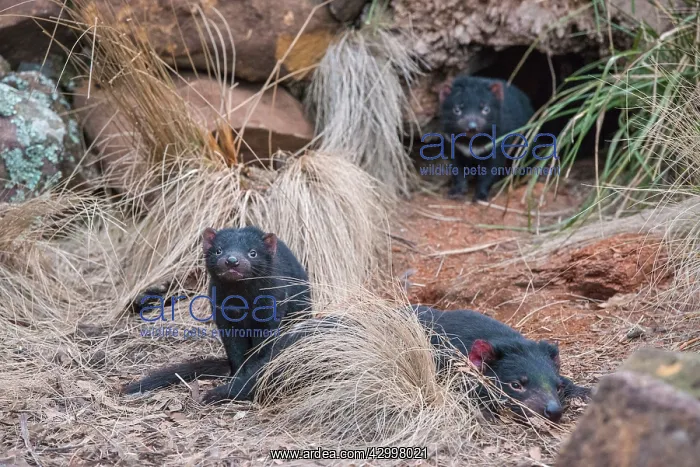  : Tasmanian Devil adult female resting with two 10