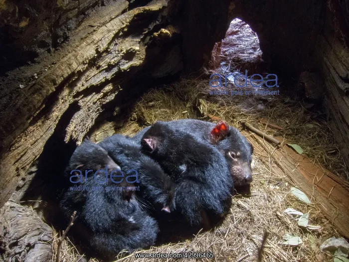 : Tasmanian Devil adult female sleeping with four : Tasmanian Devil adult female sleeping with four