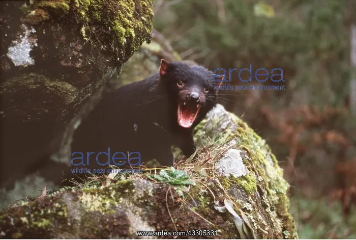 : TASMANIAN DEVIL - aggressive : TASMANIAN DEVIL - aggressive