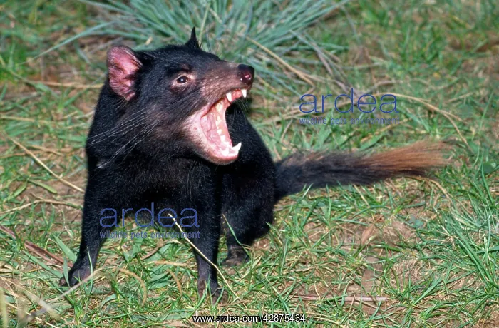 : Tasmanian Devil - angry - showing teeth : Tasmanian Devil - angry - showing teeth