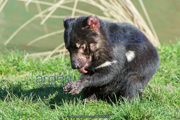 : Tasmanian Devil cleaning paws after eating : Tasmanian Devil cleaning paws after eating