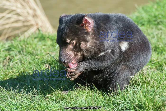 : Tasmanian Devil cleaning paws after eating : Tasmanian Devil cleaning paws after eating