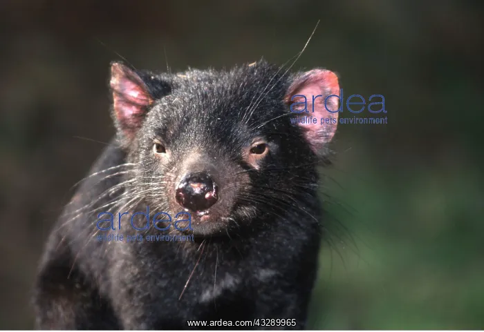 : TASMANIAN DEVIL - close-up of face : TASMANIAN DEVIL - close-up of face