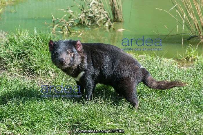 : Tasmanian Devil after drinking in pool : Tasmanian Devil after drinking in pool