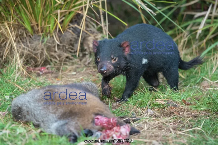 : Tasmanian Devil eating Red-necked Wallaby carcass : Tasmanian Devil eating Red-necked Wallaby carcass