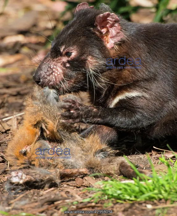 : Tasmanian Devil eating Red-necked Wallaby carcass : Tasmanian Devil eating Red-necked Wallaby carcass