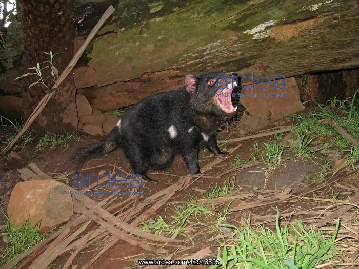 : Tasmanian Devil - female with mouth open and young : Tasmanian Devil - female with mouth open and young