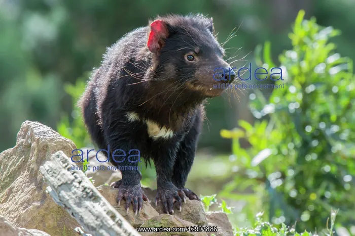 : Tasmanian Devil female near den : Tasmanian Devil female near den