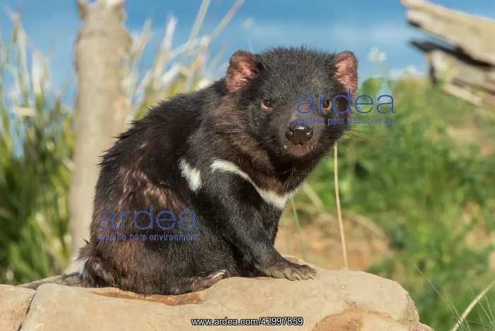 : Tasmanian Devil female near entrance to den : Tasmanian Devil female near entrance to den