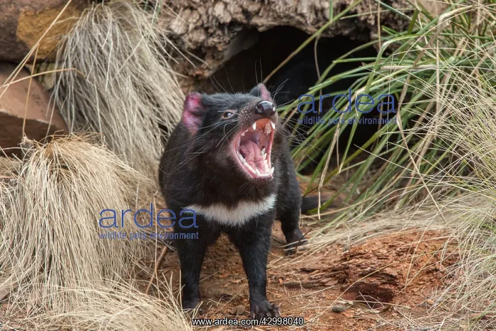 : Tasmanian Devil female near entrance to den threat display : Tasmanian Devil female near entrance to den threat display