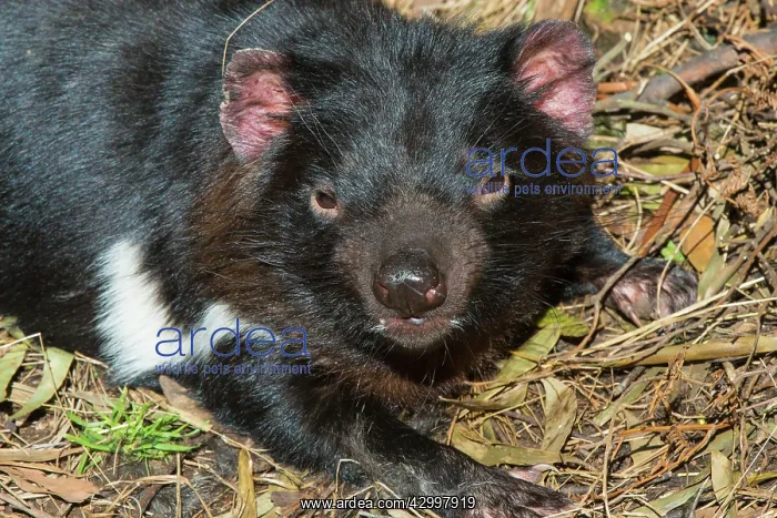 : Tasmanian Devil female resting near entrance to den : Tasmanian Devil female resting near entrance to den