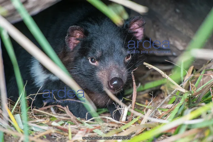 : Tasmanian Devil female resting near entrance to den : Tasmanian Devil female resting near entrance to den