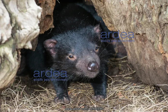 : Tasmanian devil a juvenile at entrance to den : Tasmanian devil a juvenile at entrance to den