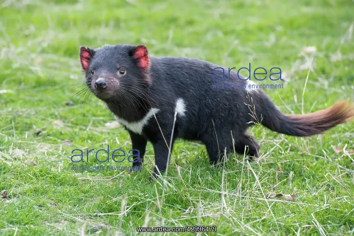 : Tasmanian Devil juvenile searching for food : Tasmanian Devil juvenile searching for food