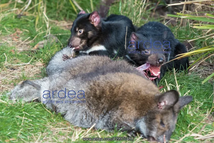 : Tasmanian Devil two juveniles eating Red-necked : Tasmanian Devil two juveniles eating Red-necked