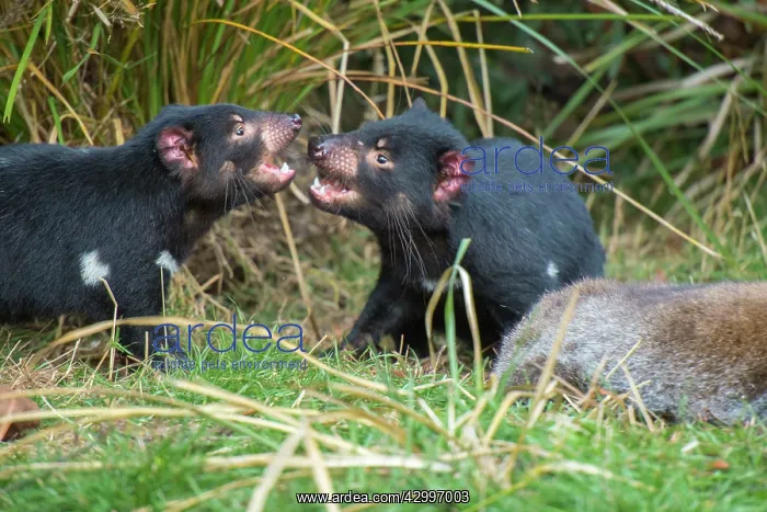 : Tasmanian Devil juveniles squabbling over carcass : Tasmanian Devil juveniles squabbling over carcass