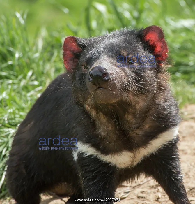 : Tasmanian Devil male : Tasmanian Devil male