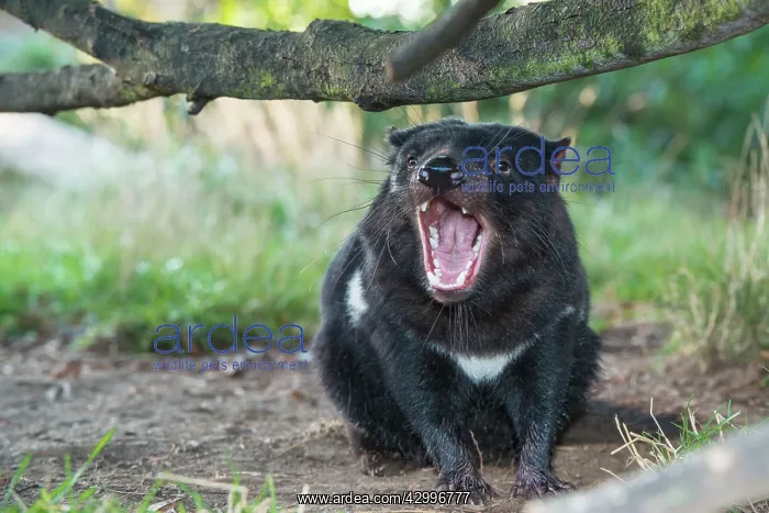 : Tasmanian Devil male gaping threat display : Tasmanian Devil male gaping threat display