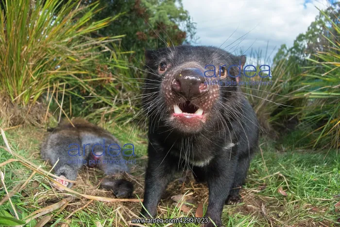 : Tasmanian devil male gaping threat display to defend : Tasmanian devil male gaping threat display to defend